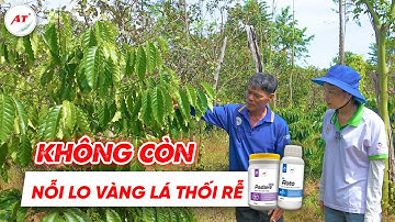 KHÔNG CÒN NỖI LO VÀNG LÁ, THỐI RỄ | BÍ QUYẾT GIÚP VƯỜN CÂY KHỎE MẠNH !