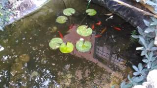 Il mio laghetto con 12 pesci rossi, 1 carpa noi e 2 pesci gatto