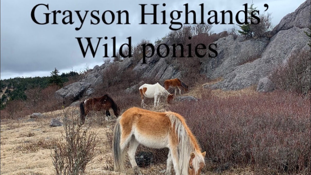 From family events to The Grayson Highlands wild ponies, on the Appalachian Trail, 2022