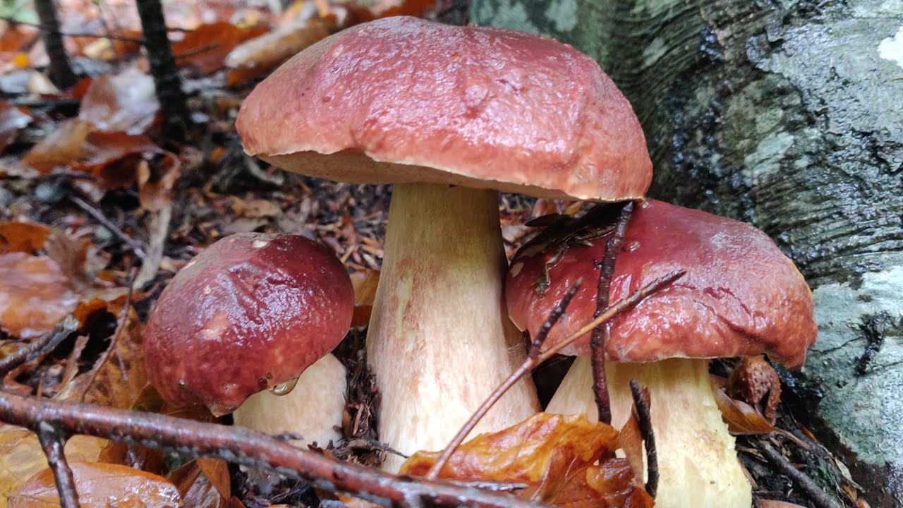 БІЛІ гриби ростуть великими групами 