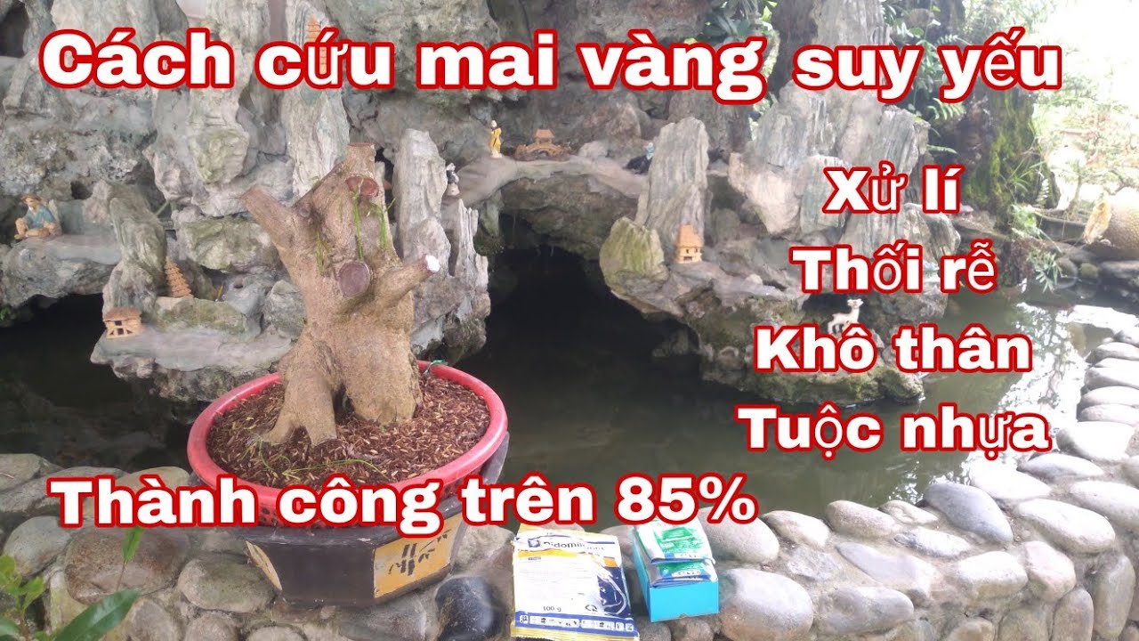 Cách cứu mai vàng bị suy yếu khá hiệu quả.