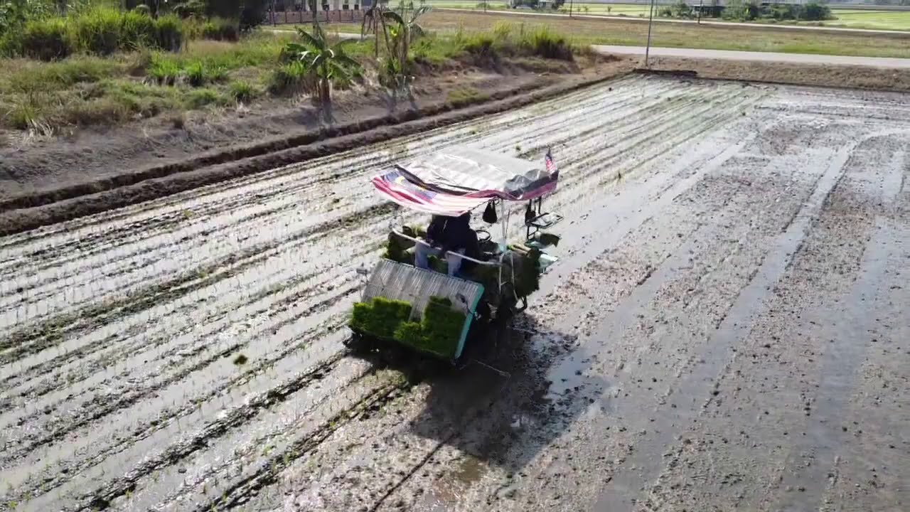 Tanaman padi menggunakan transplanter oleh berkatpadisdnbhd Kemerdekaan Malaysia ke 63