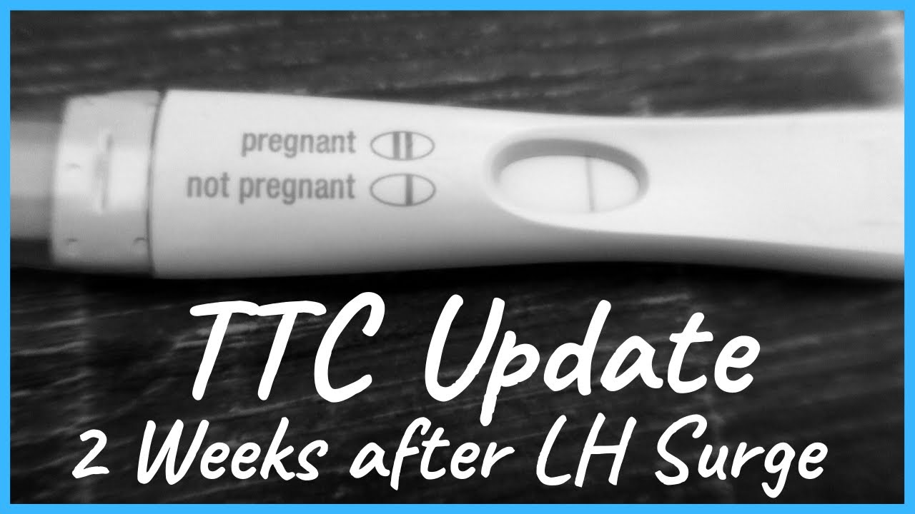 Pregnancy Test 2 Weeks After LH Surge TTC Update YouTube