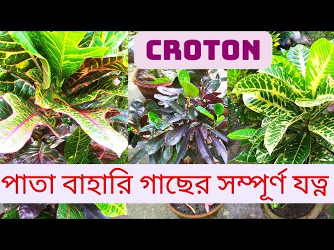 পাতা বাহারি গাছ || পাতা বাহার গাছের সম্পূর্ণ যত্ন || Croton plant care || Croton || patabahar gach