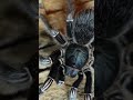 giant but cute spider #giantspider
