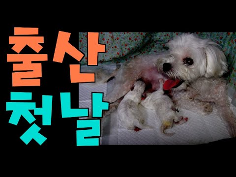 [말티즈] 341탄.태어난지 하루된 말티즈 꼬물이들