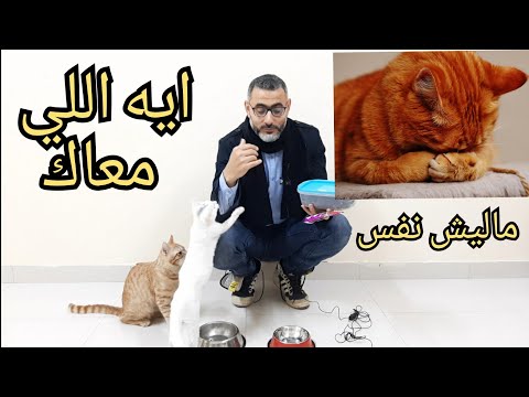 فيديو: زيادة الشهية عند القطط