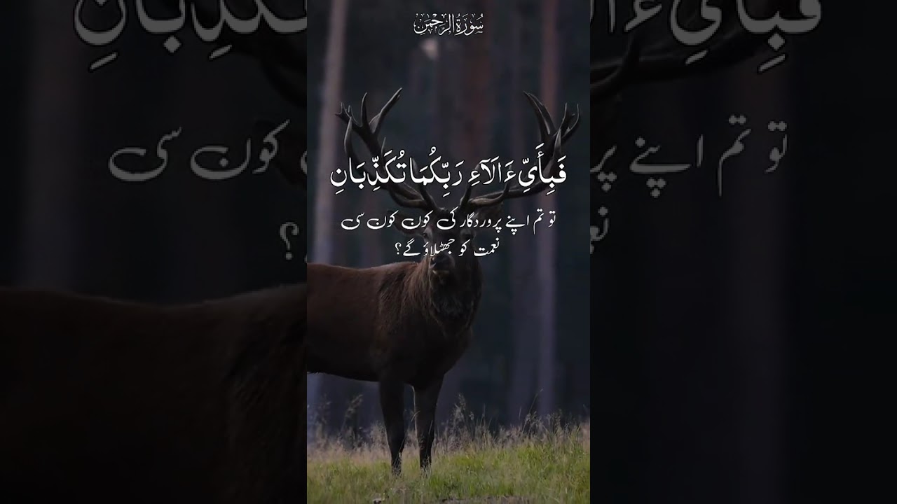 سورۃ الرحمٰن کی مکمل تلاوت ♥️  #