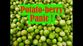 Potato Berry Reveal - Massive Single-Plant Harvest of Berries for True Potato Seed (TPS)