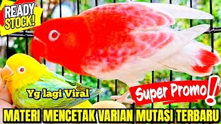 BIOLA YELLOW FACE DUN FALLOW LOVEBIRD STOCK