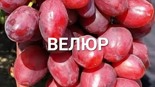 картинка: ЧАШМАК ПАЙВАНД СИЁҲ ДАР САБЗ