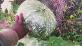 How To Easily Grow Supper Sweet And Big Pumpkins//And Make Money Too#pumpkin#farming#makemoney