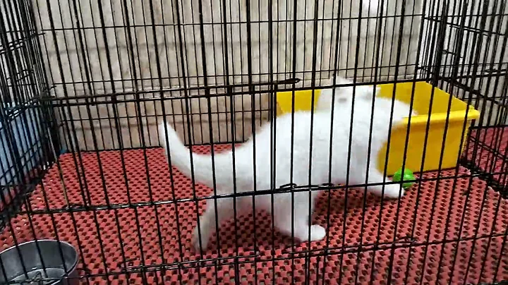 Video 11218011: persian kitten long hair, persian kitten blue eyes