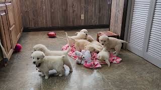 Golden retriever puppies jan '24