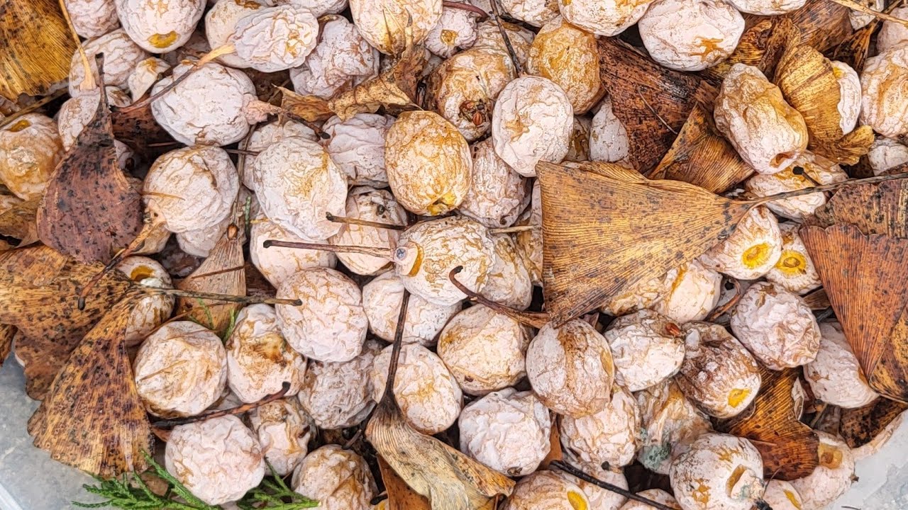 Gingko biloba seeds, a dangerous but delicious treat found in