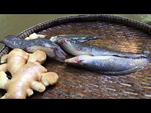 Cooking CatFish Ginger with SoyBean Recipe - Cook Ginger CatFish eating delicious - Cooking CatFish Ginger with SoyBean Recipe - Cook Ginger CatFish eating delicious