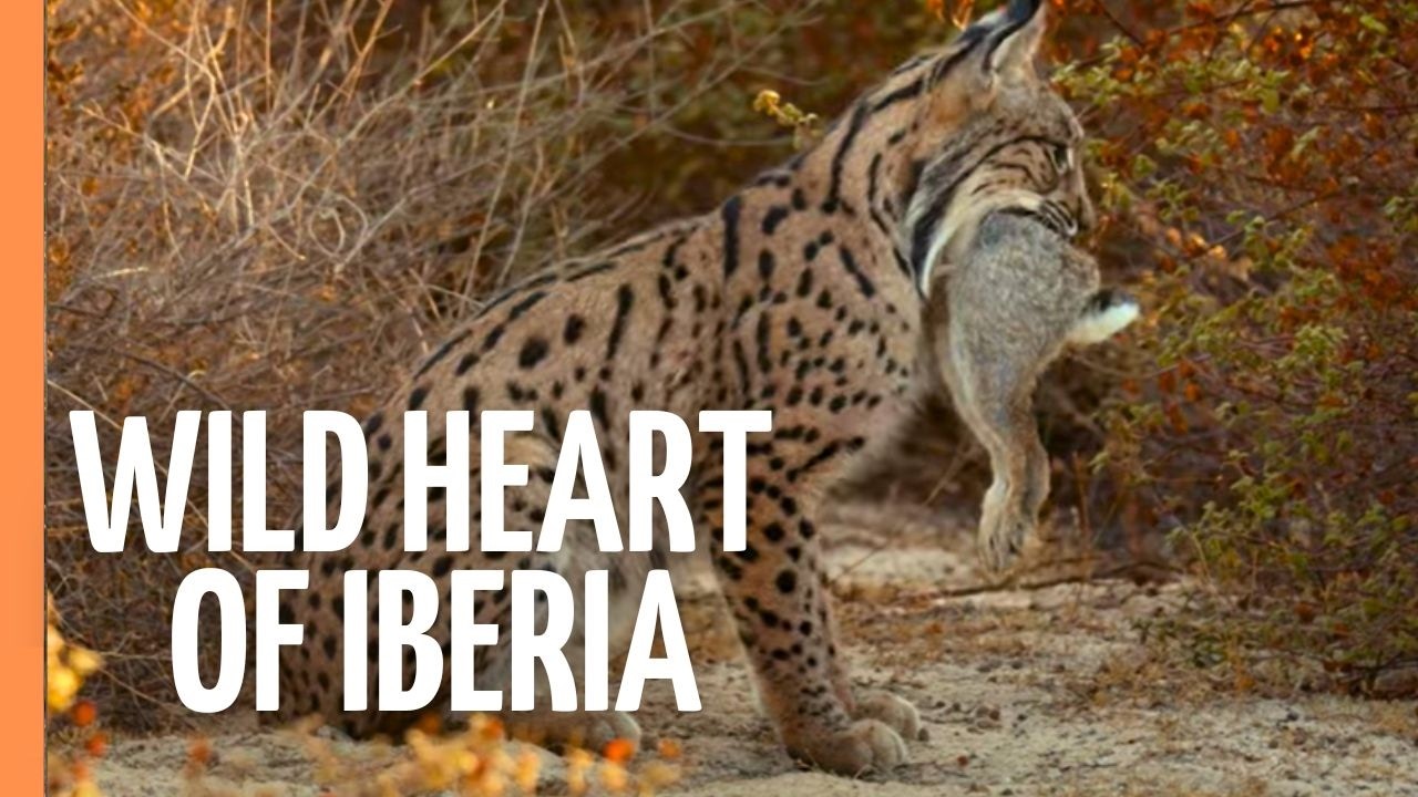 Iberia's Hidden World - A Journey Across Spain & Portugal (2025)