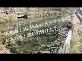 4K動画4K video 風景　名も無いモネの池No1 Monet's pond with no name