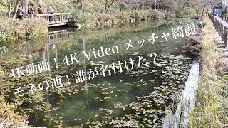 4K動画4K video 風景　名も無いモネの池No1 Monet's pond with no name