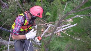 Dead Tree Removal Dandenong Ranges