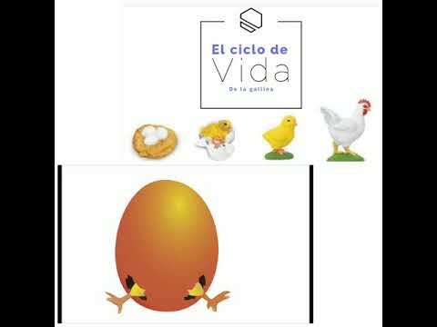 El ciclo de vida de la gallina