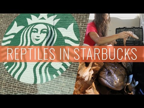 Sneaking Undercover Reptiles Into Starbucks (Reptile Roadtrip)