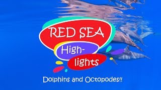 Red Sea Highlights: Dolphins and Octopodes