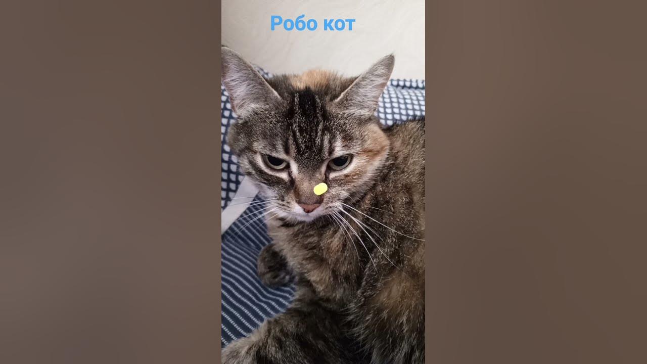 робо кот - YouTube