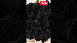 Download Lagu black Rose MP3