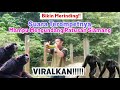 MERINDING!!! Pria Ini Memanggil Siamang Liar dengan Terompet - CALLING WILD GIBBONS WITH TRUMPET