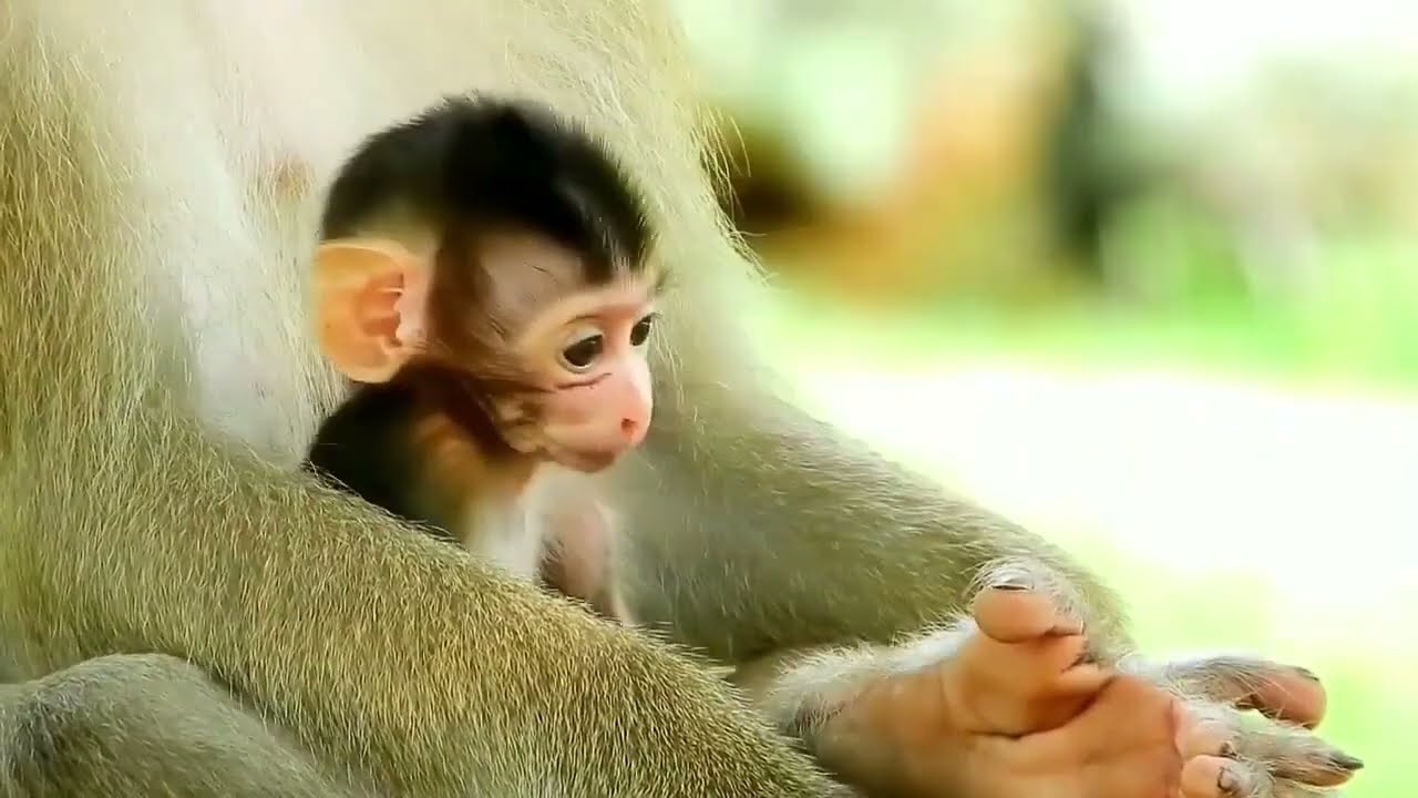 This newborn baby monkey has such a cute face  Its skin looks so smooth and soft  It's adorable!
