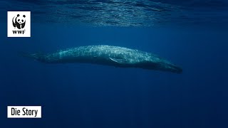 Große Blauwal-Besenderung in Chile #Hope4Whales