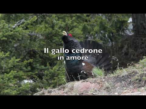 Video: Come Attirare Un Gallo Forcello Nocciola