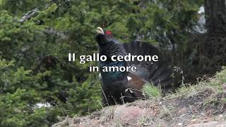 Gallo Cedrone In Amore