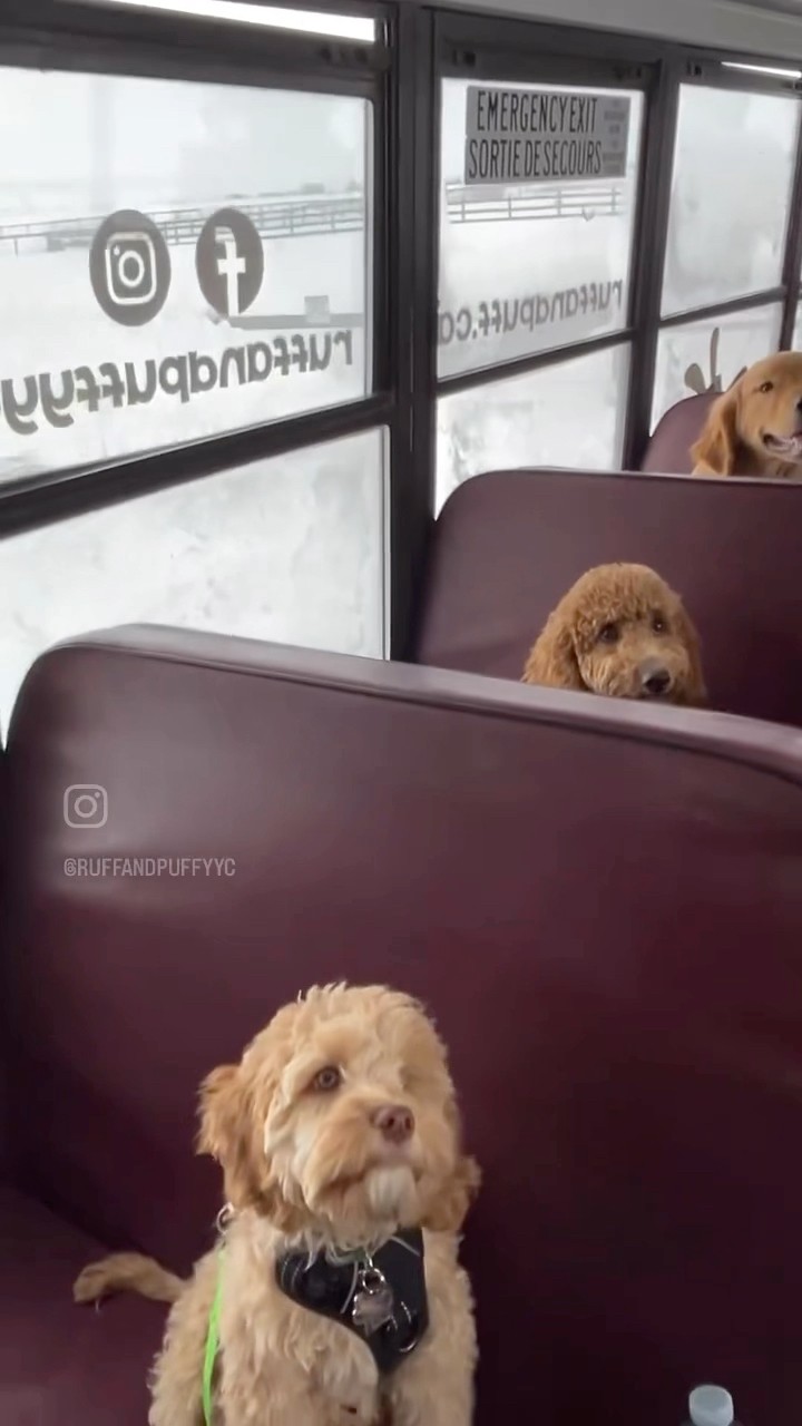 #JasonDeruloTV // Cute Puppies ? #GotPermissionToPost From IG @ruffandpuffyyc #FromTheIslands