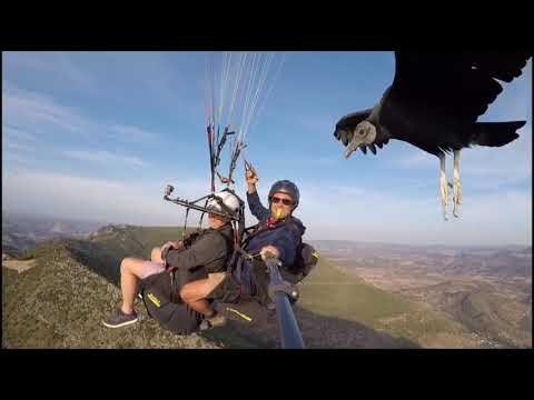 Video: Vulture Langetab Alla Venemaa Paraglider [VID] - Matador Network