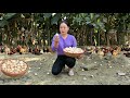 Harvesting chicken eggs bringing to the market  daily work at the farm  pet care  trieu mai huong