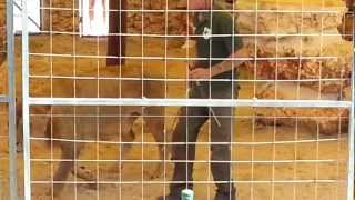 Safari Zoo Mallorca - Raubtiershow
