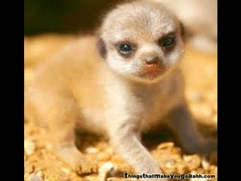 webkinz meerkat