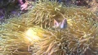 Thailand's green diving sites