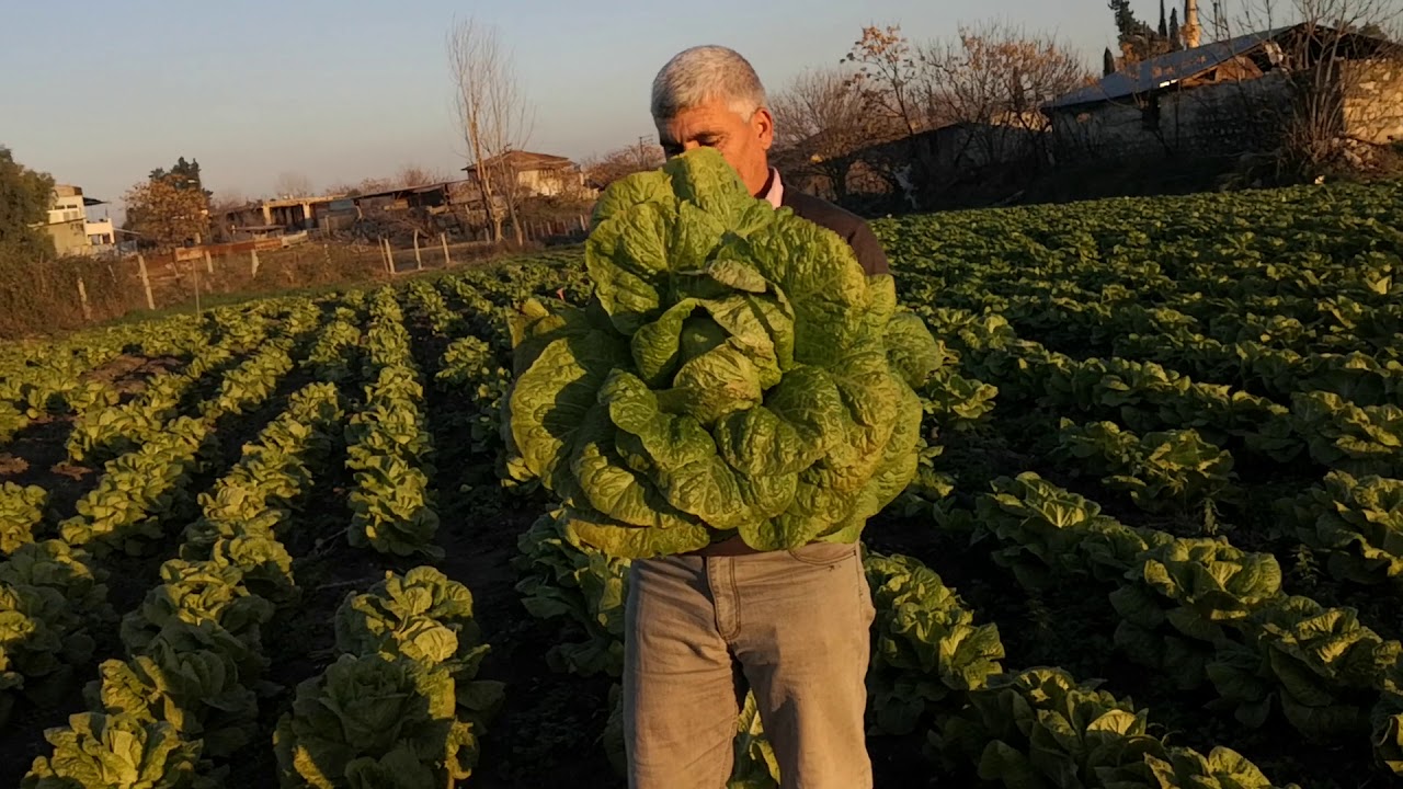 2 Dönüm Tarlaya 10.000 kök MARUL ekti bakın ne kadar KAZANDI. #marul #tarım #hayvancılık #köyyaşamı