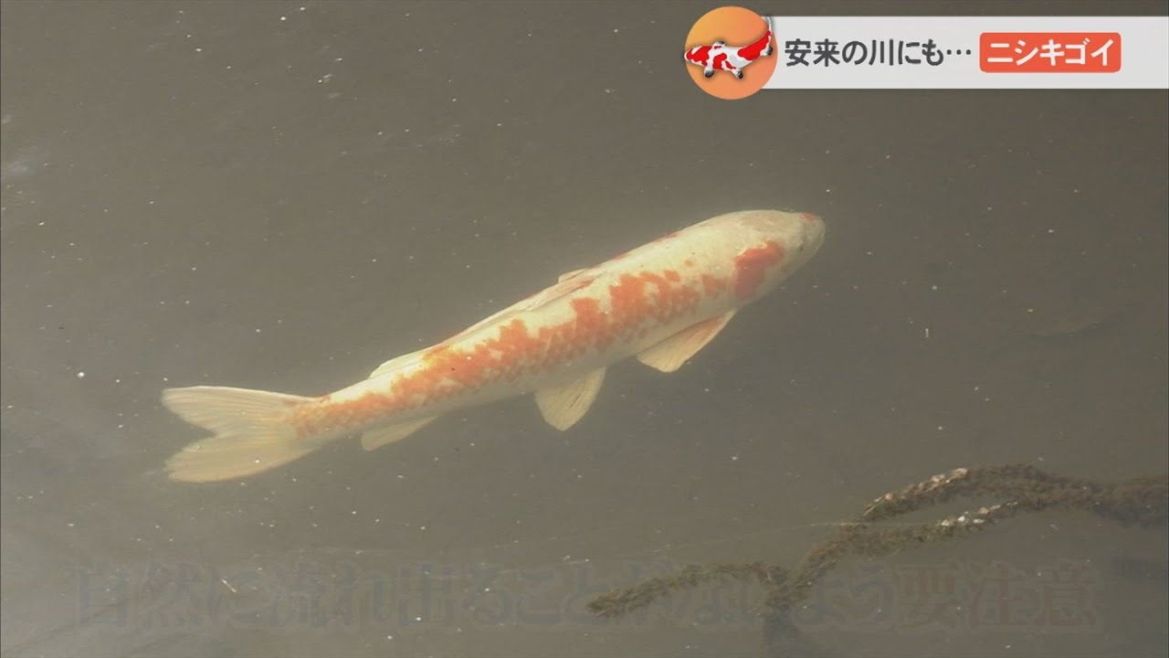 Nishikigoi in the river in Yonago! And in the river in Yasugi too
