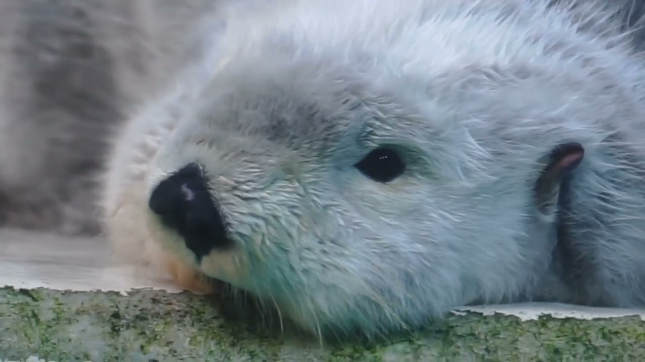 鳥羽水族館 ラッコ ねむねむメイちゃん「ﾊｯ！キラちゃんがもう起きてる