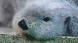 鳥羽水族館 ラッコ ねむねむメイちゃん「ﾊｯ！キラちゃんがもう起きてる
