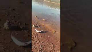 ALMUS BARAJ GÖLÜ GÖKKUŞAĞI ALABALIK