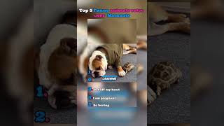 Top 5 animals voice over funny moments 😂😂😂