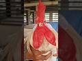 Rooster 🐓🐔 Service Is The Same Service To God 🙏👍❣️ #rooster #chicken #hen #birds #viral #trending