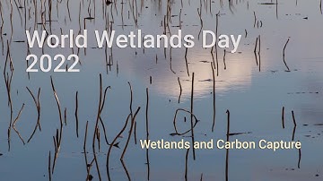 Wetlands and Carbon Capture