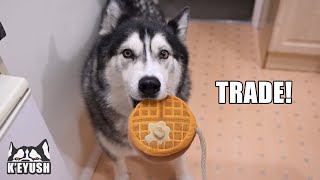 Husky Tries To Trade HIS Waffle For His Nan’s REAL One!