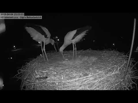 Video: White stork - the bird of happiness